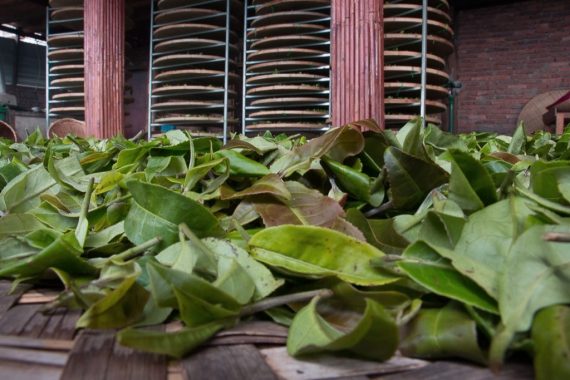 Один день производства пуэра на горе Цзин Май